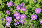 Kornblumenaster 'Klaus Jelitto' - Stokesia laevis 'Klaus Jelitto'