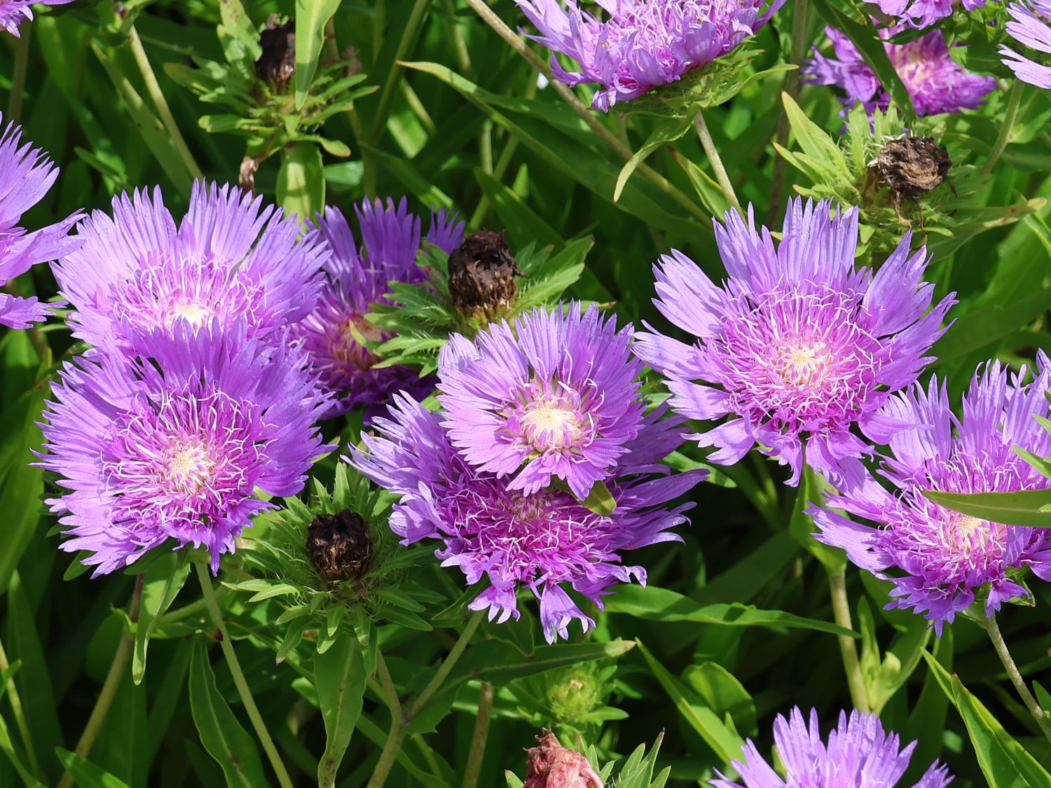 Kornblumenaster 'Klaus Jelitto' - Stokesia laevis 'Klaus Jelitto'