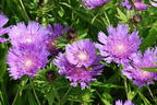 Kornblumenaster 'Klaus Jelitto' - Stokesia laevis 'Klaus Jelitto'