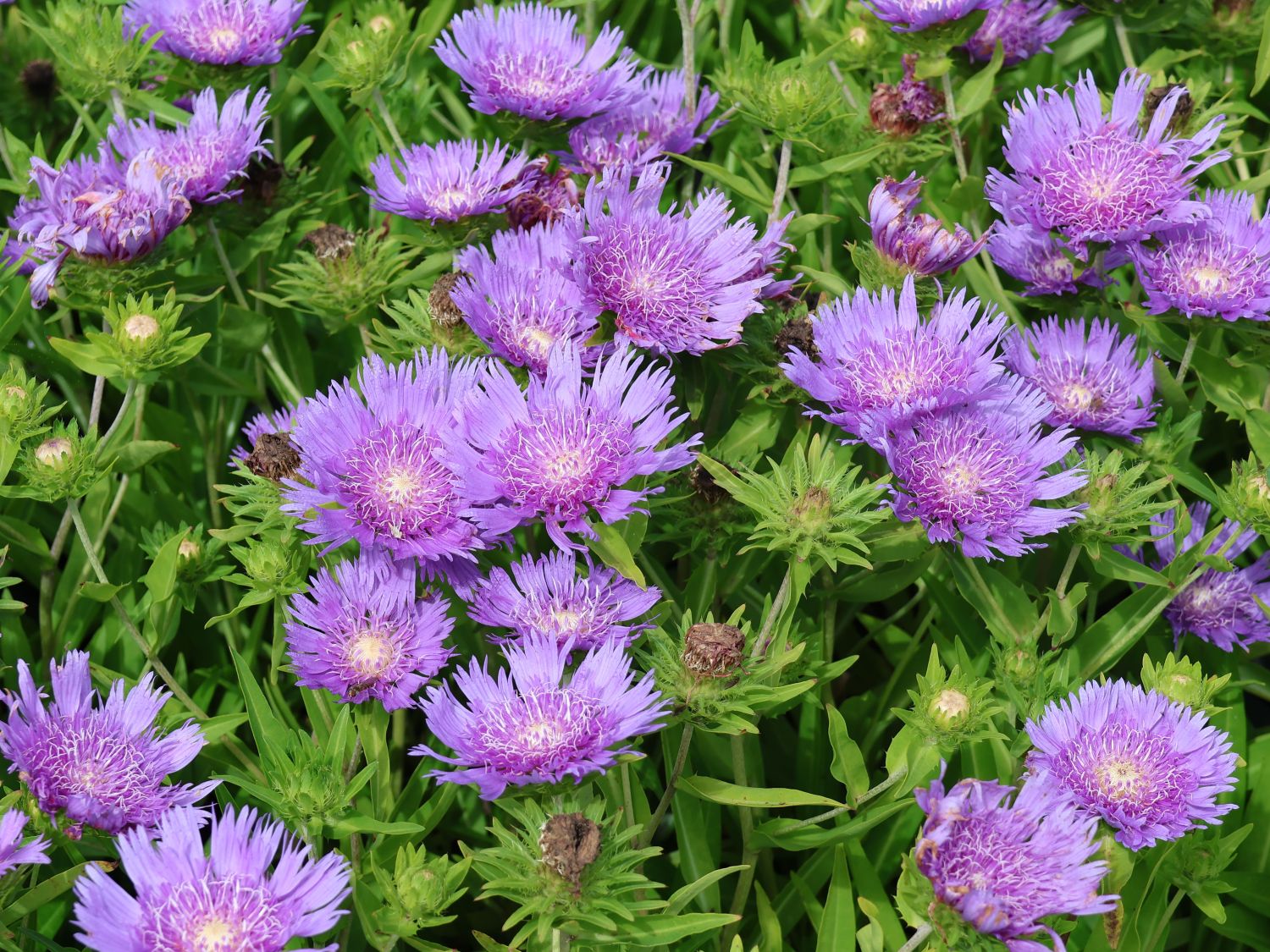Kornblumenaster 'Klaus Jelitto' - Stokesia laevis 'Klaus Jelitto'