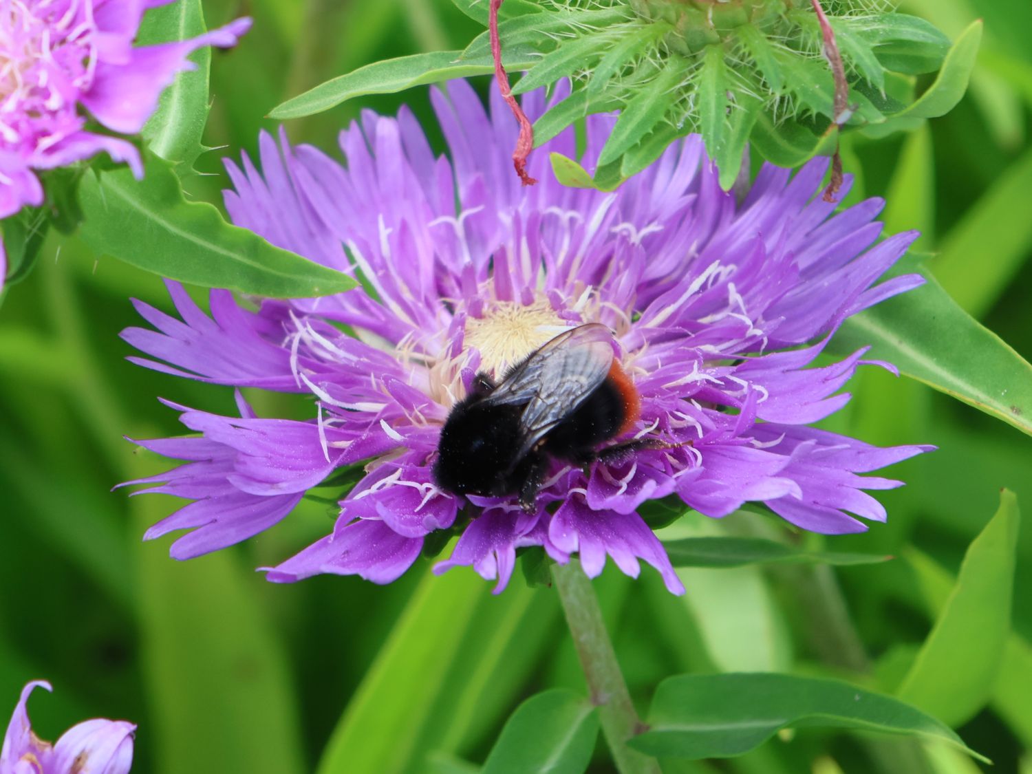 Kornblumenaster 'Klaus Jelitto' - Stokesia laevis 'Klaus Jelitto'