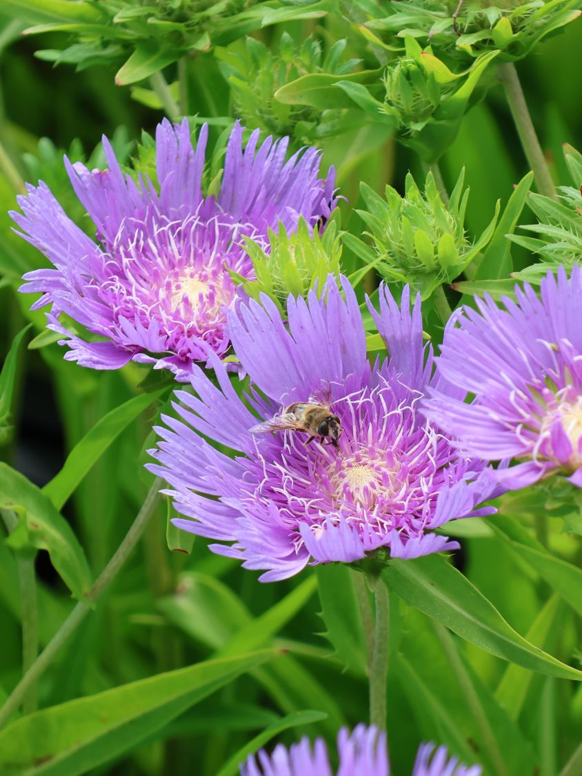 Kornblumenaster 'Klaus Jelitto' - Stokesia laevis 'Klaus Jelitto'