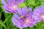 Kornblumenaster 'Klaus Jelitto' - Stokesia laevis 'Klaus Jelitto'