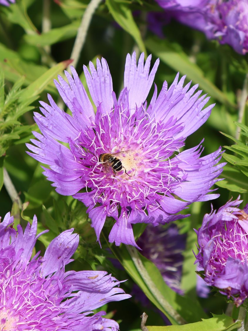 Kornblumenaster 'Klaus Jelitto' - Stokesia laevis 'Klaus Jelitto'