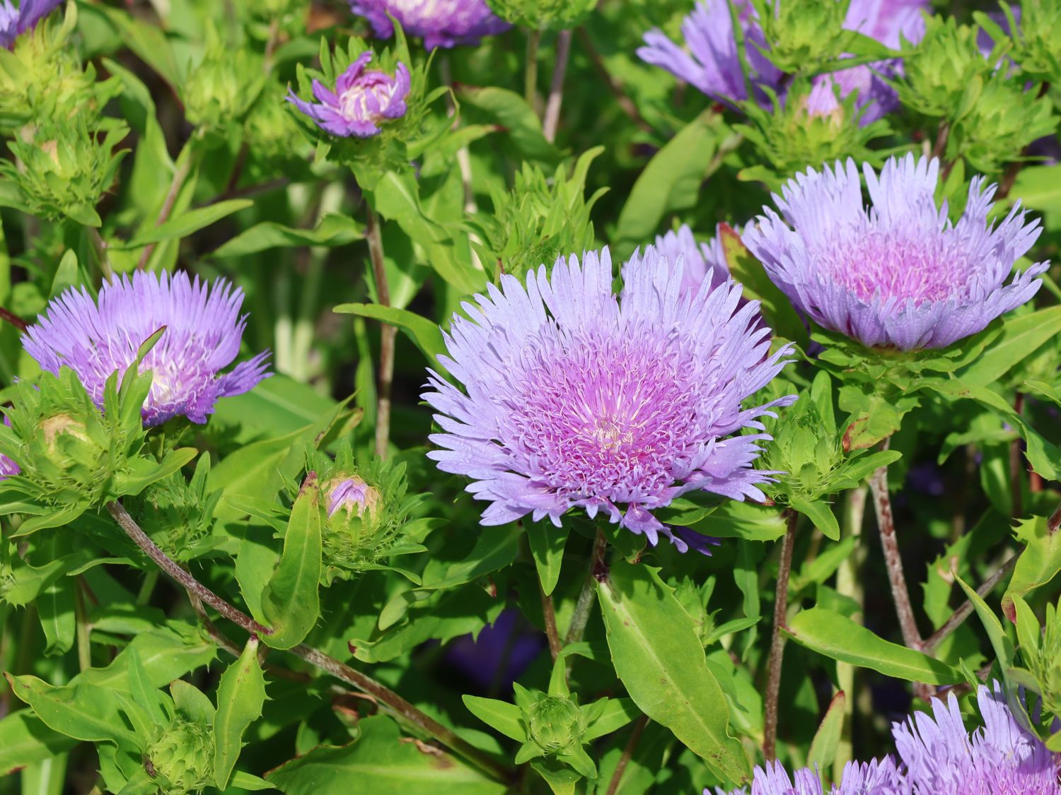 Kornblumenaster 'Klaus Jelitto' - Stokesia laevis 'Klaus Jelitto'