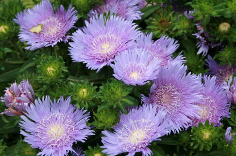 Kornblumenaster - Stokesia laevis