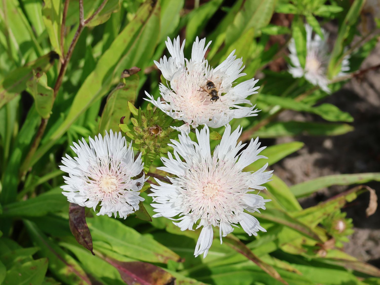 Kornblumenaster 'Träumerei'