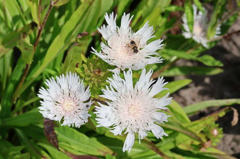 Kornblumenaster 'Träumerei' - Stokesia laevis 'Träumerei'