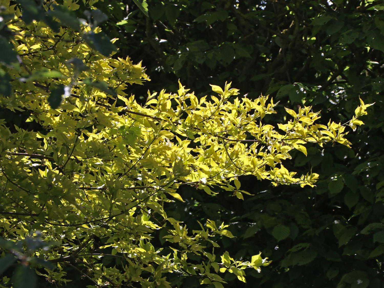 Kornelkirsche 'Aurea'