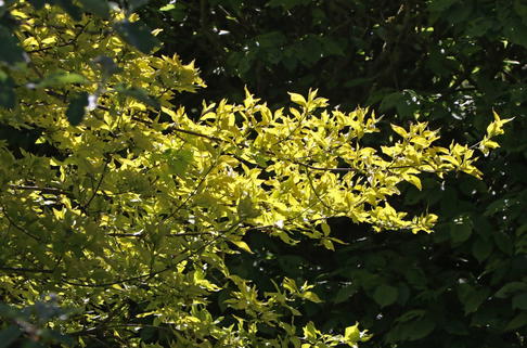 Kornelkirsche 'Aurea' - Cornus mas 'Aurea'