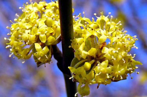 Kornelkirsche 'Golden Glory' - Cornus mas 'Golden Glory'