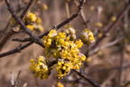 Kornelkirsche 'Golden Glory' - Cornus mas 'Golden Glory' - Baumschule ...