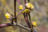 Kornelkirsche 'Golden Glory' - Cornus mas 'Golden Glory' - Baumschule ...