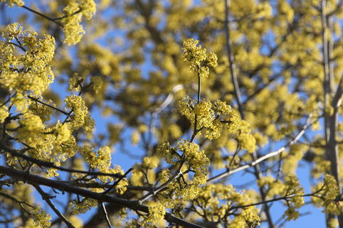 Kornelkirsche 'Golden Glory' - Cornus mas 'Golden Glory' - Baumschule ...