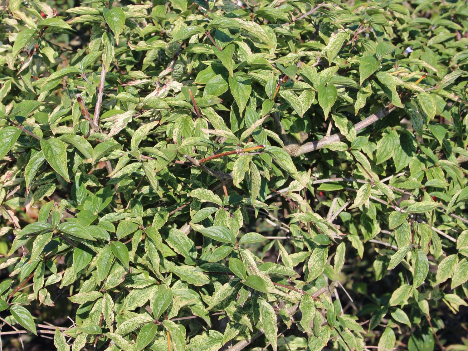 Kornelkirsche 'Happy Face' - Cornus mas 'Happy Face'