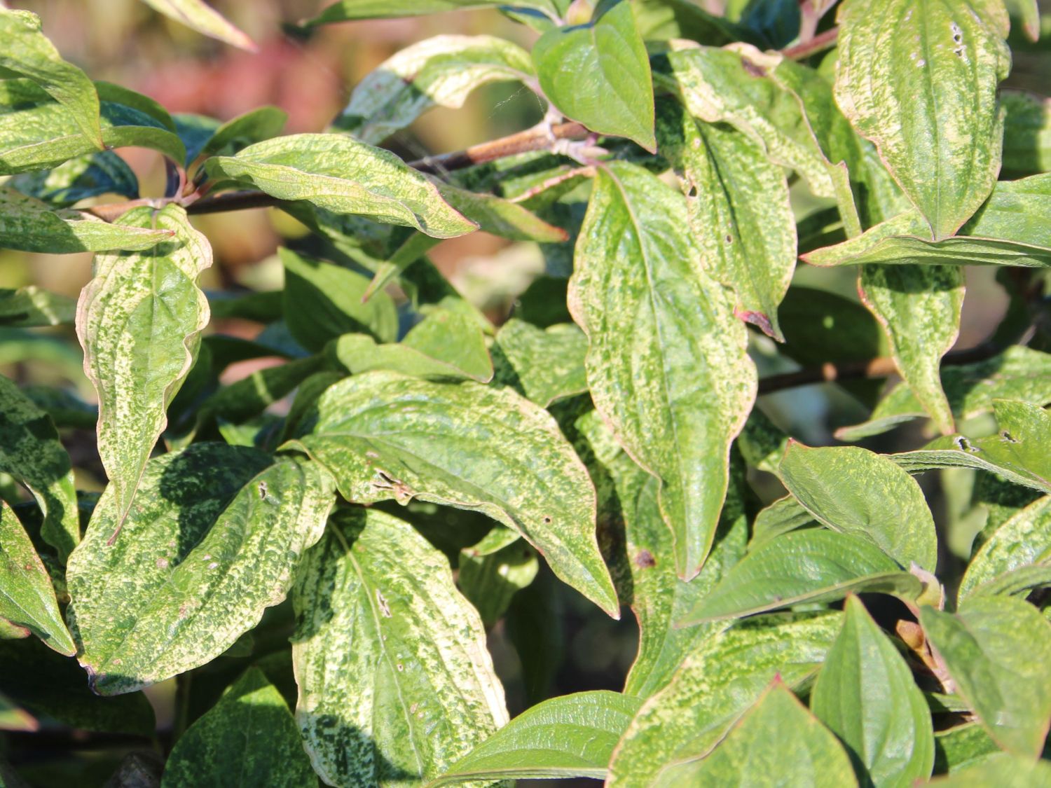 Kornelkirsche 'Happy Face' - Cornus mas 'Happy Face'