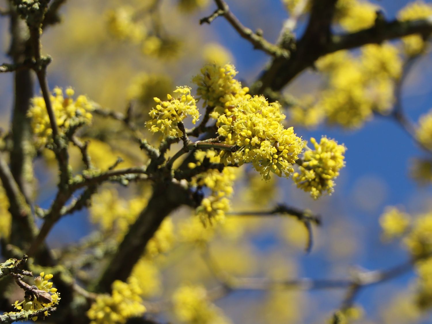 Kornelkirsche 'Happy Face' - Cornus mas 'Happy Face'