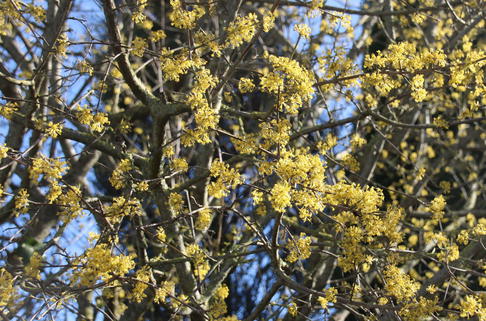Kornelkirsche 'Jolico' - Cornus mas 'Jolico'