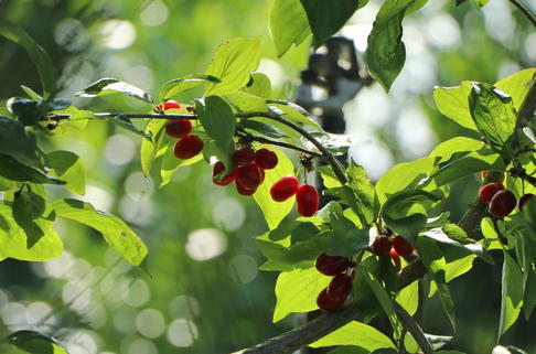 Kornelkirsche 'Kasanlaker' - Cornus mas 'Kasanlaker'