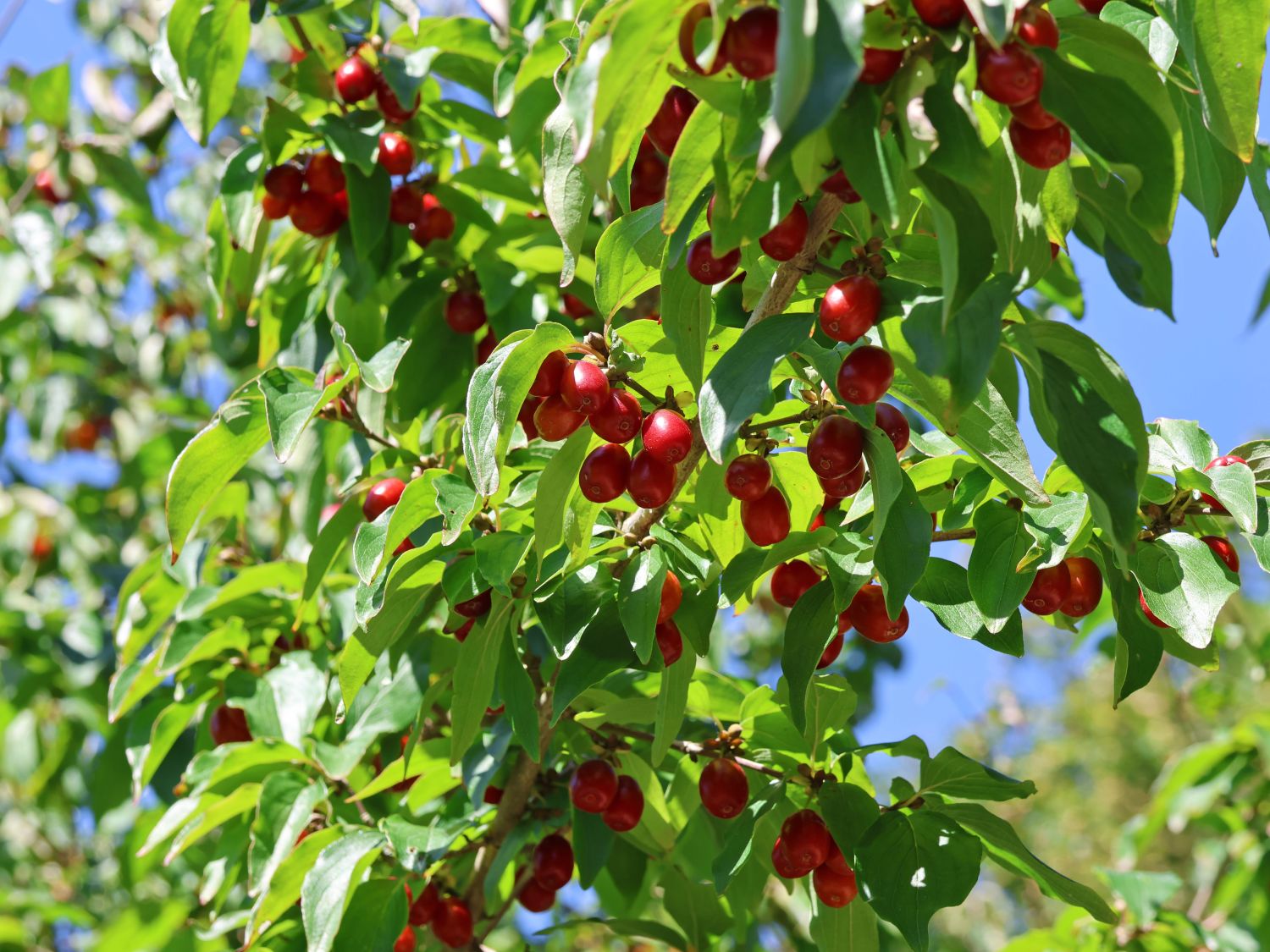 Kornelkirsche - Cornus mas