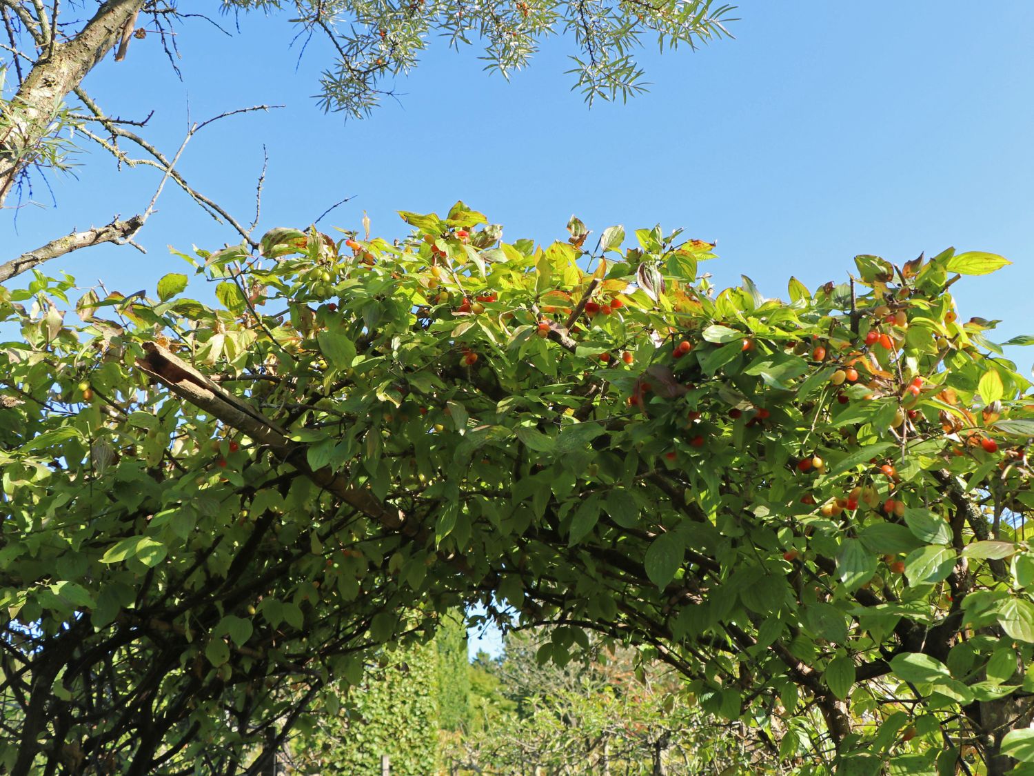 Kornelkirsche - Cornus mas