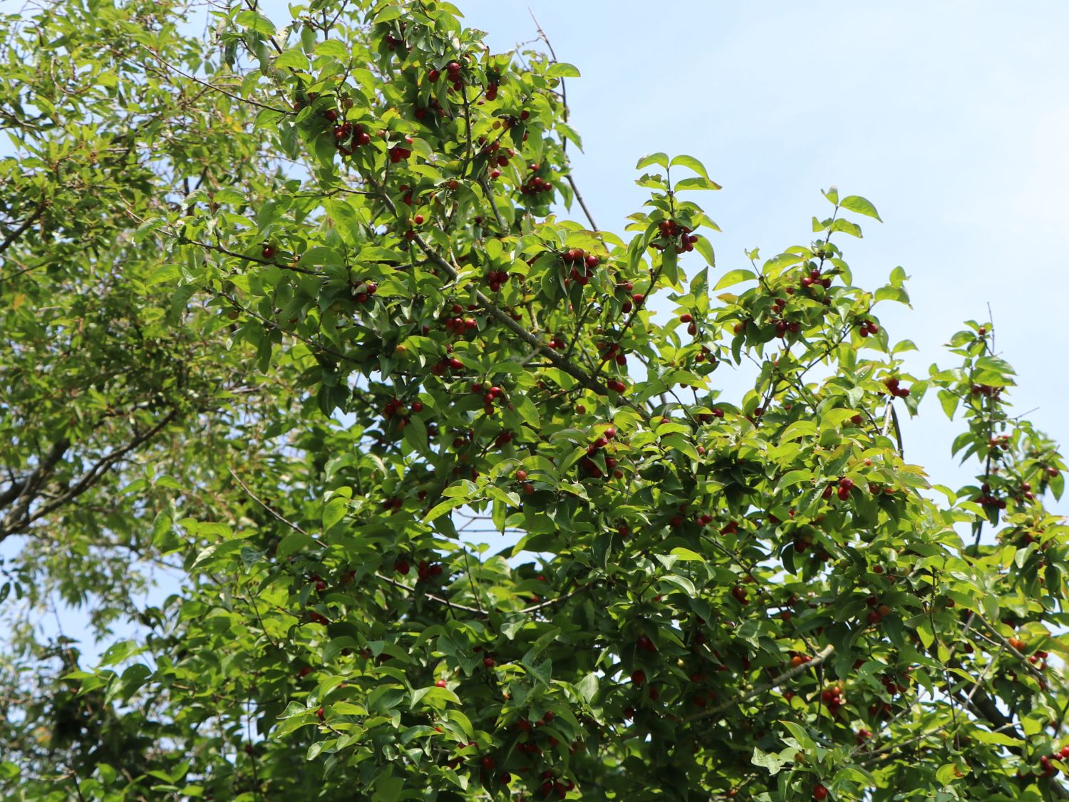 Kornelkirsche - Cornus mas