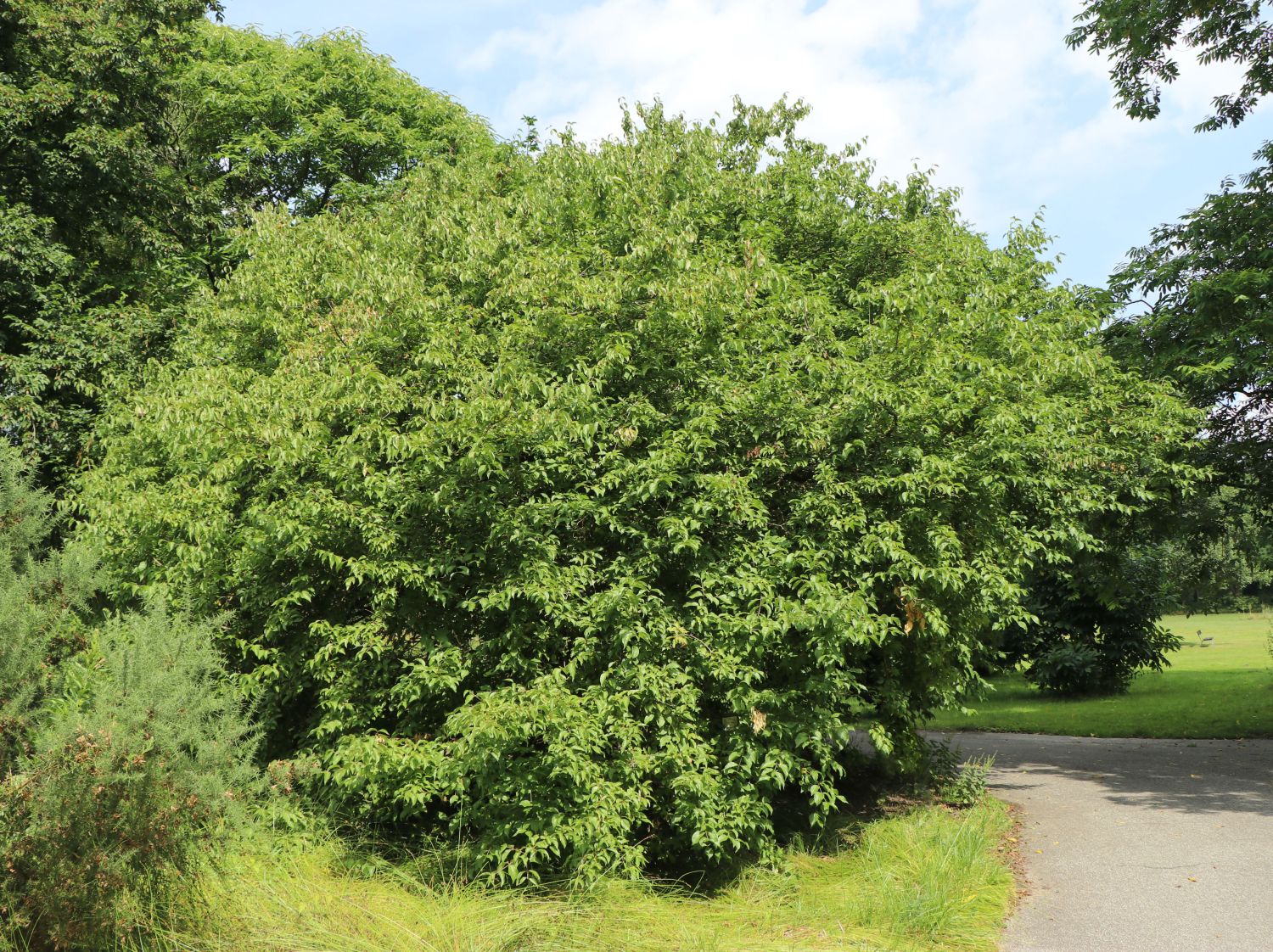 Kornelkirsche - Cornus mas