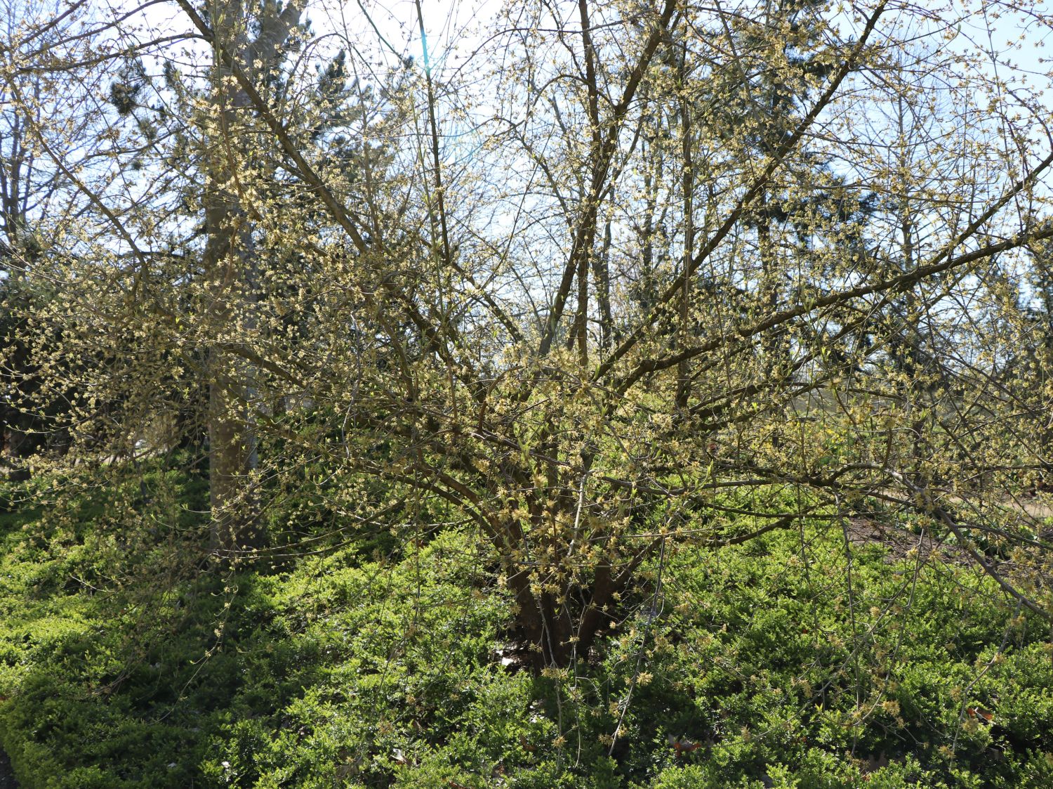 Kornelkirsche - Cornus mas