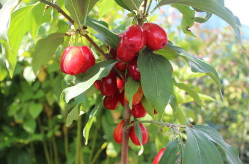 Kornelkirsche 'Schönbrunner Gourmet Dirndl' - Cornus mas 'Schönbrunner Gourmet Dirndl'