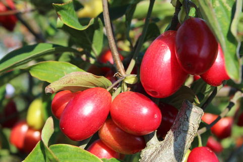 Kornelkirsche 'Schumener' - Cornus mas 'Schumener'