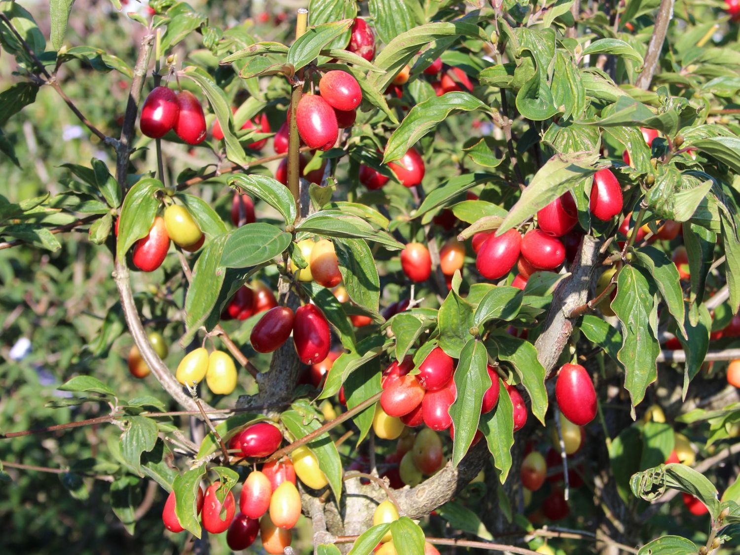 Kornelkirsche 'Schumener' - Cornus mas 'Schumener'