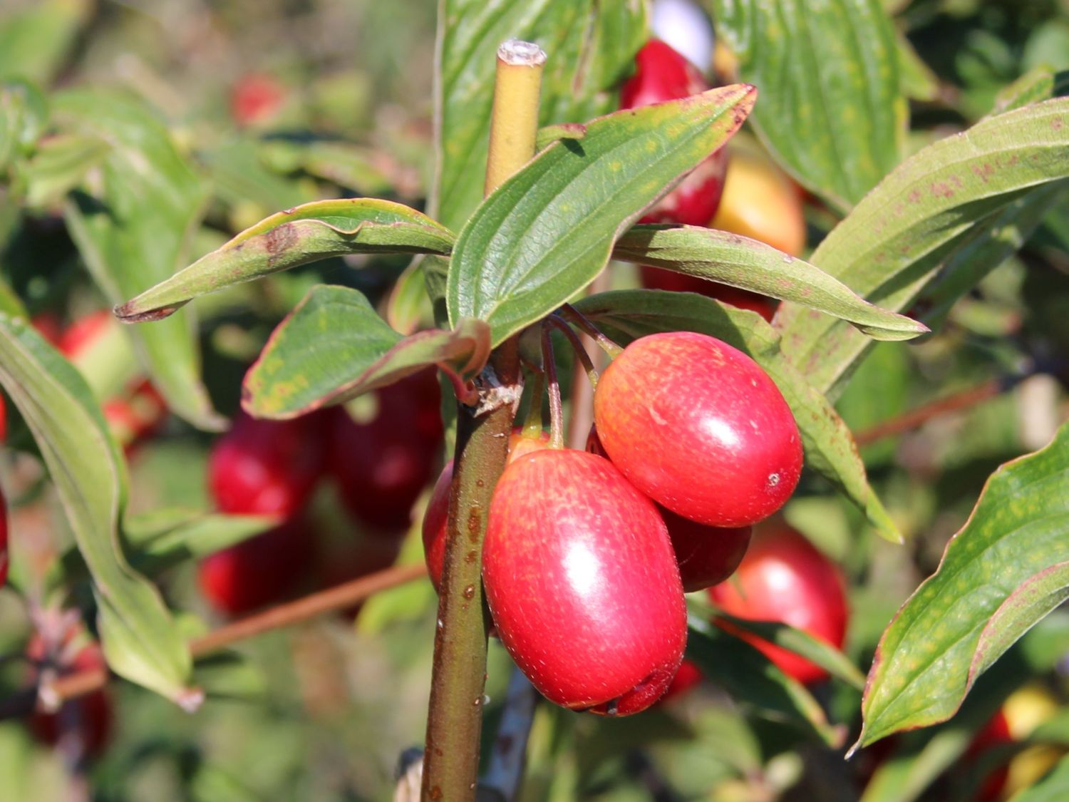 Kornelkirsche 'Schumener' - Cornus mas 'Schumener'