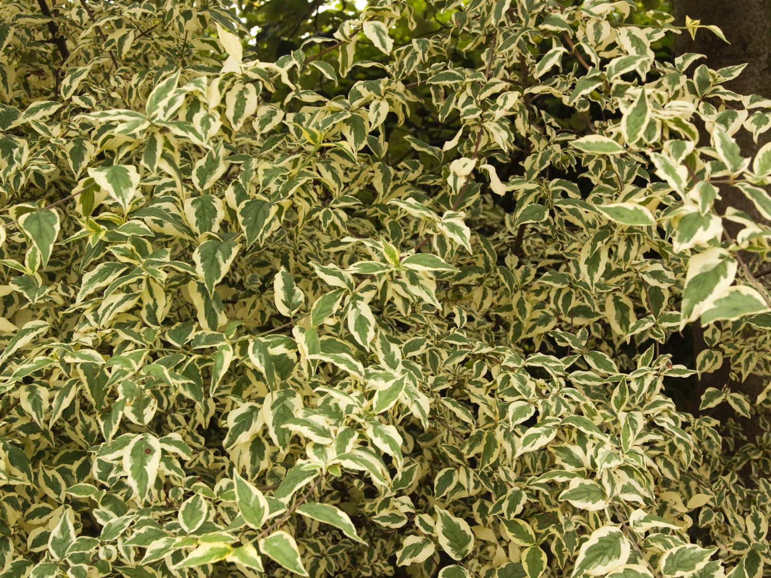 Kornelkirsche 'Variegata'