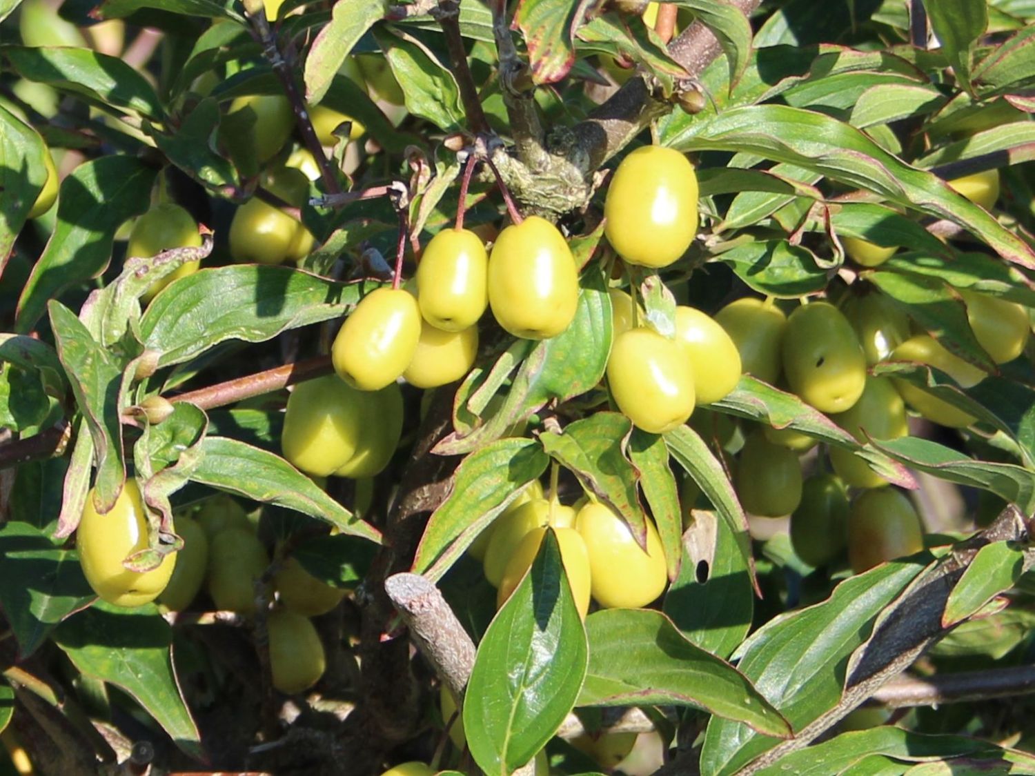 Kornelkirsche 'Yellow'