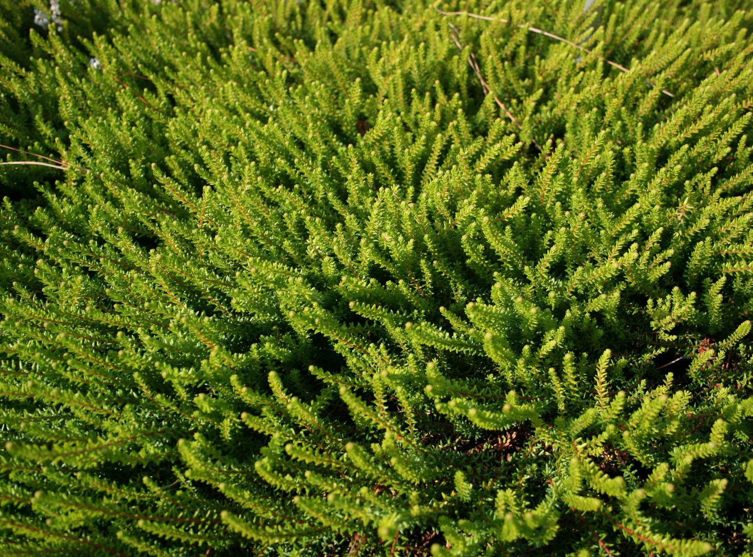 Krähenbeeren (Empetrum)