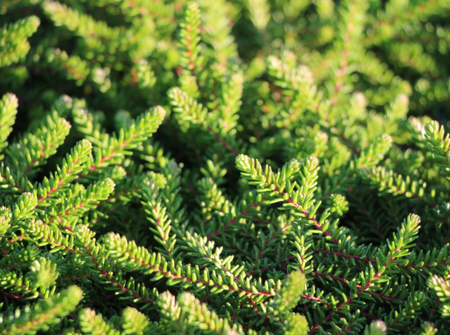 Krähenbeere 'Irland' - Empetrum nigrum 'Irland'