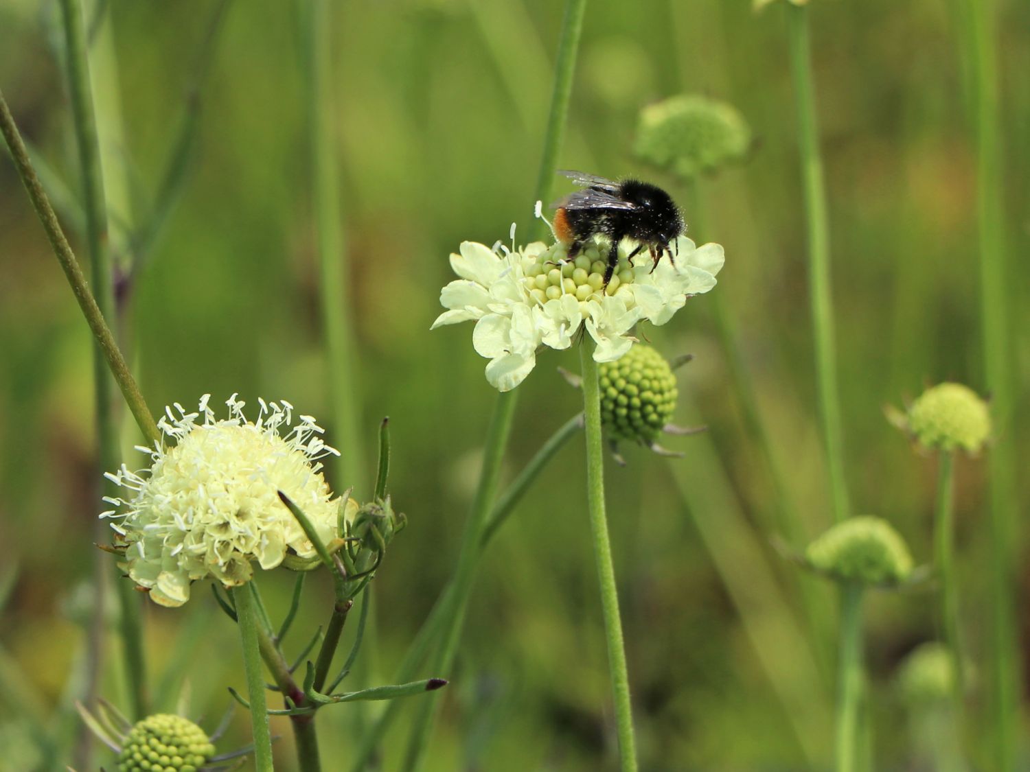 Krätzkraut 'Moon Dance'