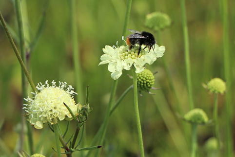 Krätzkraut 'Moon Dance' - Scabiosa ochroleuca 'Moon Dance'