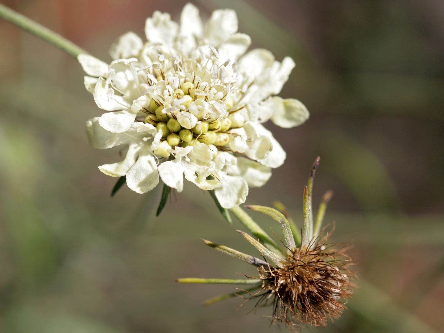 Krätzkraut 'Moon Dance' - Scabiosa ochroleuca 'Moon Dance'