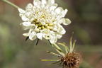 Krätzkraut 'Moon Dance' - Scabiosa ochroleuca 'Moon Dance'