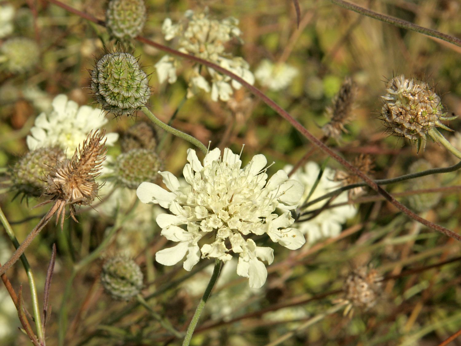 Krätzkraut 'Moon Dance' - Scabiosa ochroleuca 'Moon Dance'