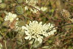 Krätzkraut 'Moon Dance' - Scabiosa ochroleuca 'Moon Dance'