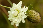 Krätzkraut 'Moon Dance' - Scabiosa ochroleuca 'Moon Dance'