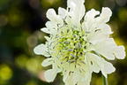 Krätzkraut 'Moon Dance' - Scabiosa ochroleuca 'Moon Dance'
