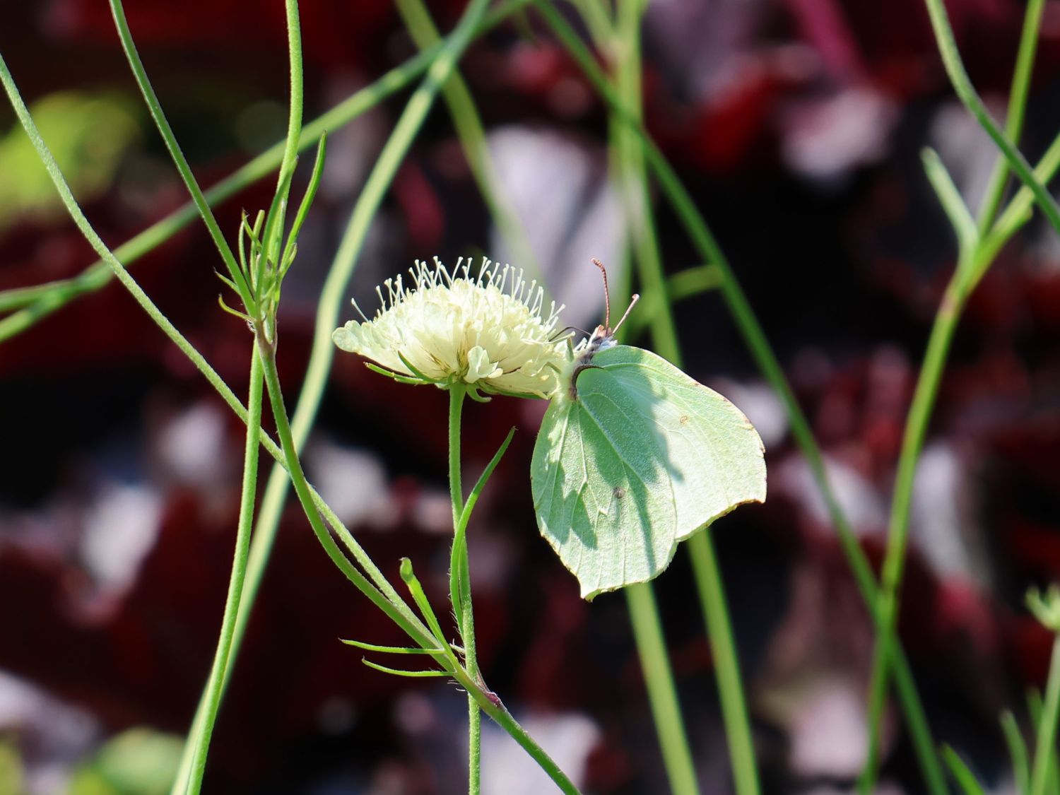 Krätzkraut 'Moon Dance' - Scabiosa ochroleuca 'Moon Dance'