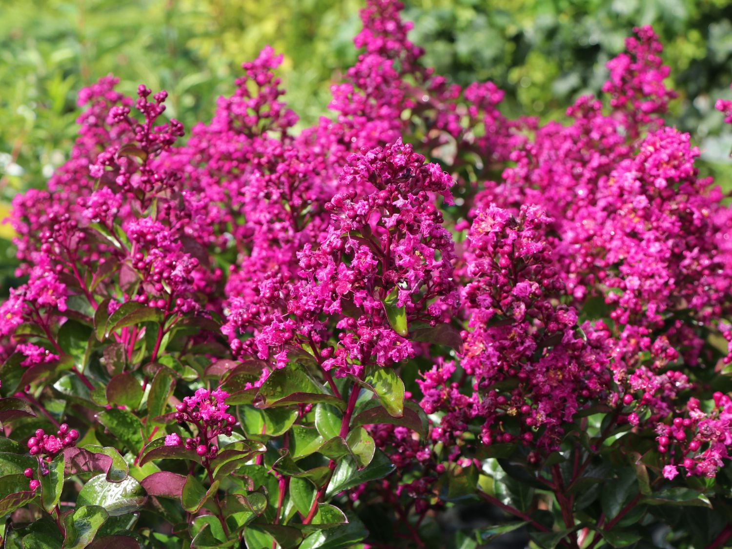 Kräuselmyrte / Lagerströmie 'Indiya Charms' - Lagerstroemia indica 'Indiya Charms'