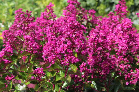 Kräuselmyrte / Lagerströmie 'Indiya Charms' - Lagerstroemia indica 'Indiya Charms'