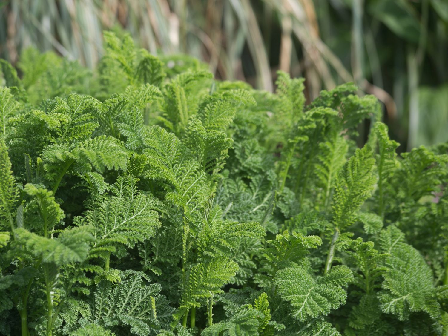 Krausblättriger Rainfarn - Tanacetum vulgare forma crispum