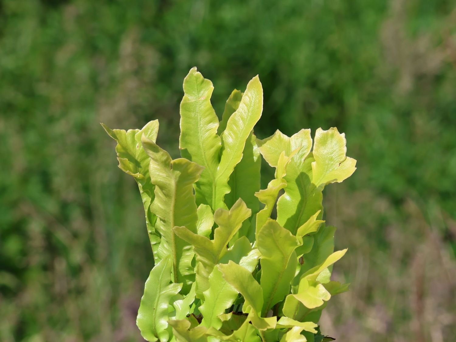 Krauser Hirschzungenfarn 'Cristata' - Asplenium scolopendrium 'Cristata'