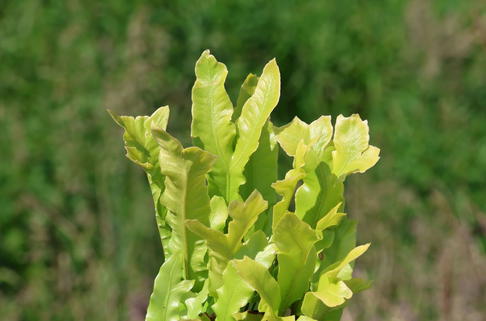Krauser Hirschzungenfarn 'Cristata' - Asplenium scolopendrium 'Cristata'